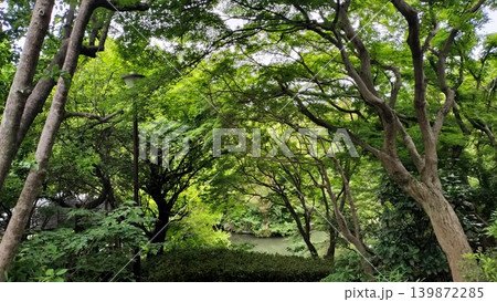 新緑に包まれた公園の入り口 新緑に包まれた公園の入り口 139872285