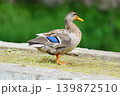 公園の池の畔に佇む鴨 139872510