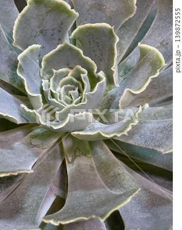 Closeup of a succulent plant with layered leaves forming a natural spiral background Closeup of a succulent plant with layered leaves forming a natural spiral background 139872555