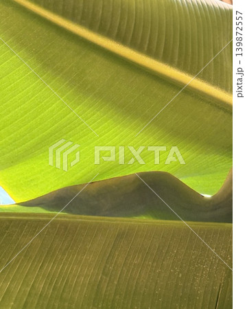 Closeup of vibrant green banana leaves with natural light creating abstract patterns and textures Closeup of vibrant green banana leaves with natural light creating abstract patterns and textures 139872557