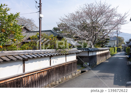萩市・白壁の城下町通りに桜の木が映える春の街並み 139872622