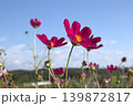 青空に向かって咲くコスモス 139872817