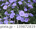 青い花 139872819