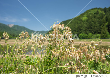 コバンソウ　道端に生える野草　帰化植物 139872899