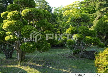 静寂に佇む庭園の樹形美 静寂に佇む庭園の樹形美 139873132