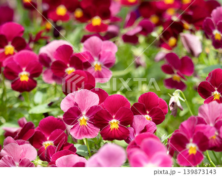 ビオラが満開の花壇 ビオラが満開の花壇 139873143