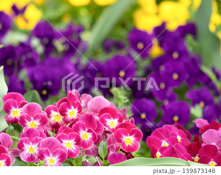ビオラが満開の花壇 ビオラが満開の花壇 139873146
