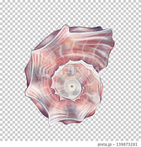 Seashell Watercolor Illustration Seashell Watercolor Illustration 139873281
