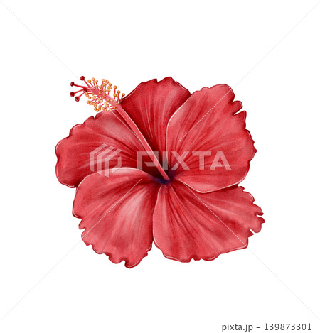 Hibiscus Flower Watercolor Illustration Hibiscus Flower Watercolor Illustration 139873301