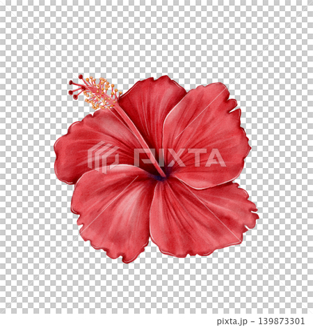 Hibiscus Flower Watercolor Illustration Hibiscus Flower Watercolor Illustration 139873301