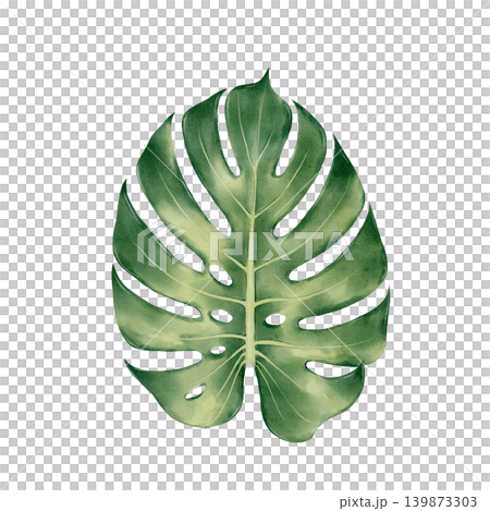 Monstera Leaf Watercolor Illustration Monstera Leaf Watercolor Illustration 139873303