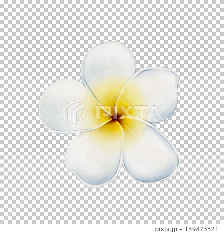 Plumeria Flower Watercolor Illustration Plumeria Flower Watercolor Illustration 139873321