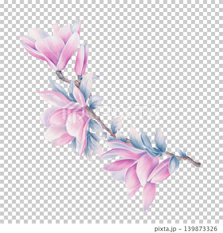 Magnolia Flower Branch Watercolor Illustration Magnolia Flower Branch Watercolor Illustration 139873326
