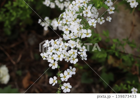 春の庭に咲く白い小さなユキヤナギの花が咲き誇る様子 139873433