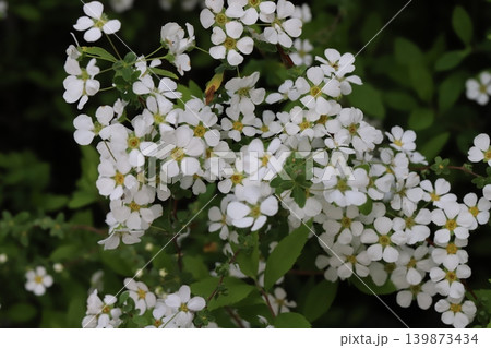 春の庭に咲く白い小さなユキヤナギの花が咲き誇る様子 春の庭に咲く白い小さなユキヤナギの花が咲き誇る様子 139873434