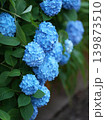 初夏を彩る青い紫陽花 139873510