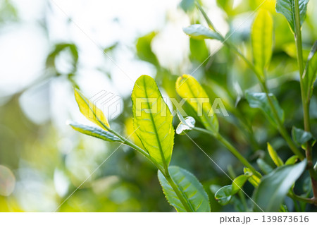 お茶 茶葉 葉っぱ お茶 茶葉 葉っぱ 139873616