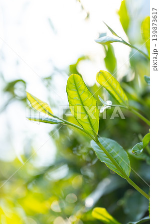 お茶 茶葉 葉っぱ お茶 茶葉 葉っぱ 139873617