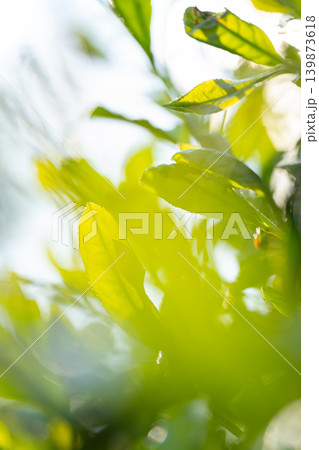 お茶 茶葉 葉っぱ お茶 茶葉 葉っぱ 139873618