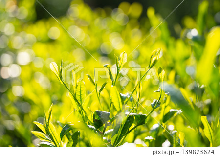 お茶 茶葉 葉っぱ お茶 茶葉 葉っぱ 139873624