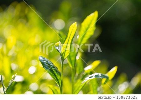 お茶 茶葉 葉っぱ お茶 茶葉 葉っぱ 139873625