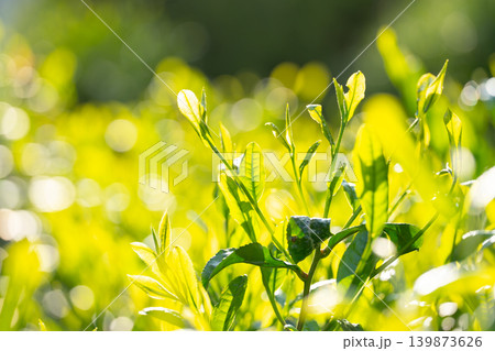 お茶 茶葉 葉っぱ お茶 茶葉 葉っぱ 139873626