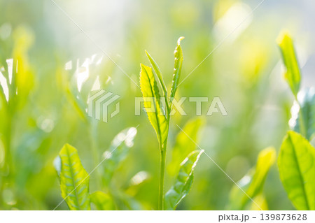 お茶 茶葉 葉っぱ お茶 茶葉 葉っぱ 139873628