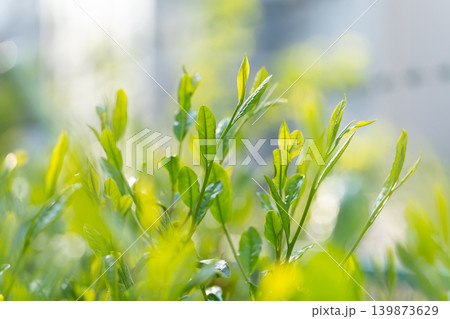 お茶 茶葉 葉っぱ お茶 茶葉 葉っぱ 139873629