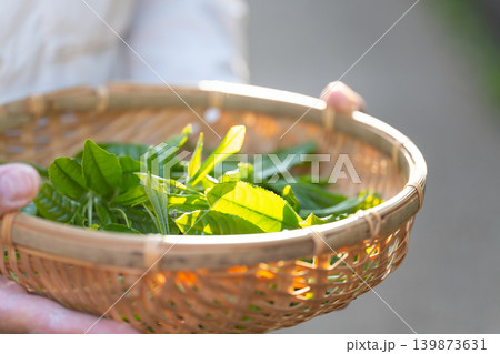 茶摘み　茶葉　手元 139873631