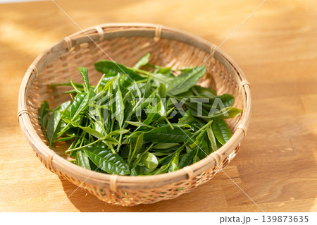 茶葉 新芽 籠 茶葉 新芽 籠 139873635