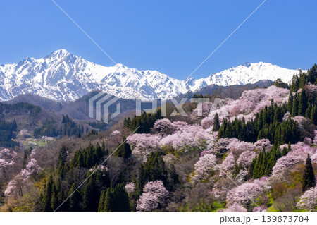 長野県上水内郡小川村高府 オオヤマザクラ、エドヒガンなどが咲く二反田の桜と残雪の北アルプス五竜岳など 長野県上水内郡小川村高府 オオヤマザクラ、エドヒガンなどが咲く二反田の桜と残雪の北アルプス五竜岳など 139873704