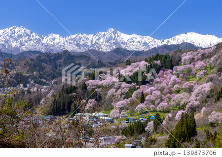 長野県上水内郡小川村高府 オオヤマザクラ、エドヒガンなどが咲く二反田の桜と残雪の北アルプス五竜岳など 長野県上水内郡小川村高府 オオヤマザクラ、エドヒガンなどが咲く二反田の桜と残雪の北アルプス五竜岳など 139873706
