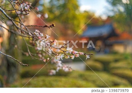 滋賀 西明寺 名勝庭園の不断桜 滋賀 西明寺 名勝庭園の不断桜 139873970