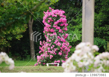 薔薇 139873981