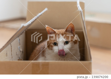 ダンボール箱に入った猫 茶トラ白 ダンボール箱に入った猫 茶トラ白 139874200