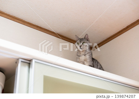 棚の上に隠れる猫　サバトラ猫 139874207