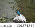 川でたたずむカワセミ 139874239