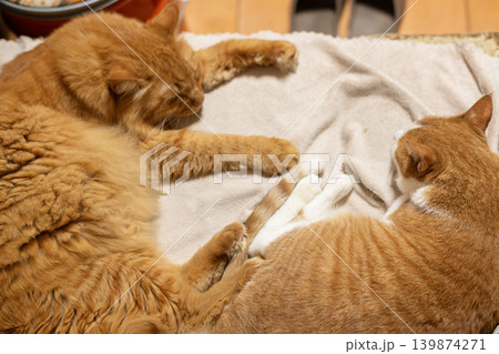 並んで眠る可愛い二匹の猫 並んで眠る可愛い二匹の猫 139874271
