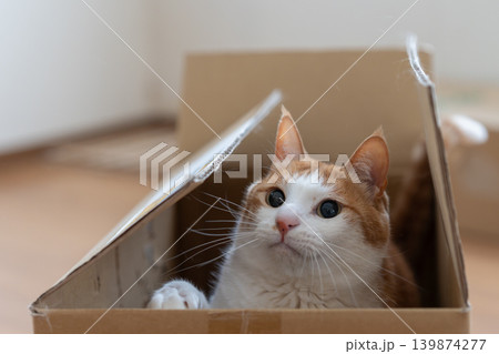 ダンボール箱に入った猫　茶トラ白 139874277