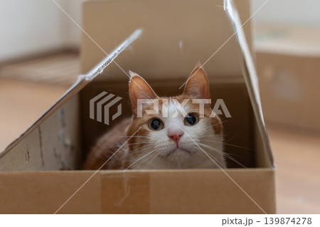 ダンボール箱に入った猫 茶トラ白 ダンボール箱に入った猫 茶トラ白 139874278