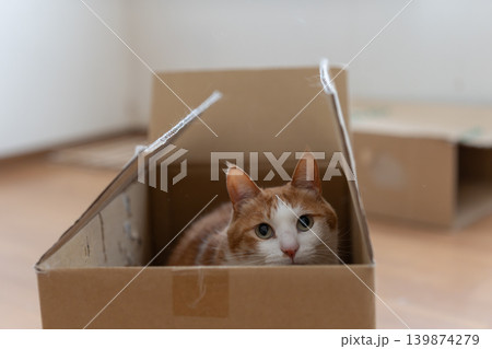 ダンボール箱に入った猫 茶トラ白 ダンボール箱に入った猫 茶トラ白 139874279