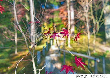 庭園の赤紅葉 庭園の赤紅葉 139874282