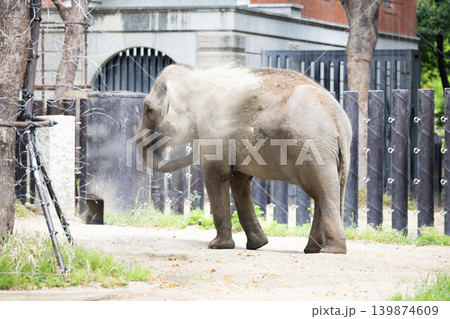 インドゾウ2 インドゾウ2 139874609