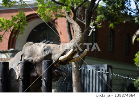 インドゾウ4 インドゾウ4 139874664