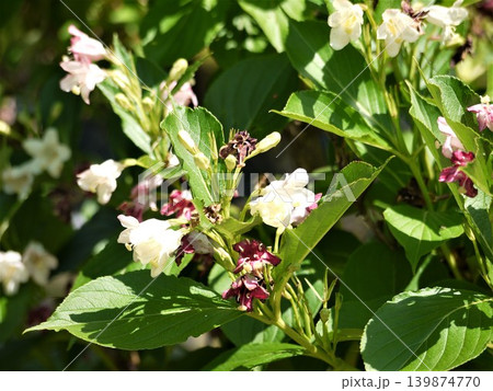 ハコネウツギの花 ハコネウツギの花 139874770