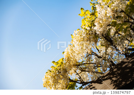 爽やかな青空を背景に優しく降り注ぐ満開の白い藤の花 139874797