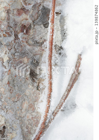 Creeper plant stem growing on frozen tree bark in winter Creeper plant stem growing on frozen tree bark in winter 139874862