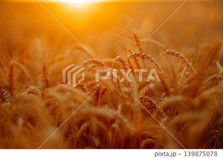 Golden wheat field at sunset with sunlight casting tones on crops, creating beautiful view of nature Golden wheat field at sunset with sunlight casting tones on crops, creating beautiful view of nature 139875078