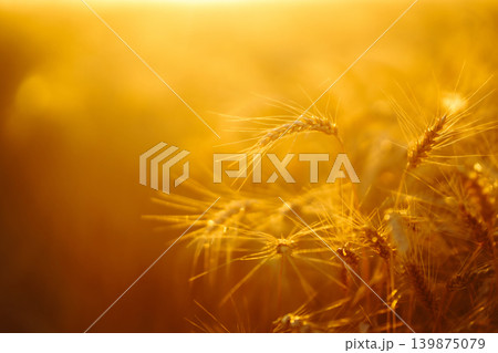 Golden wheat field at sunset with sunlight casting tones on crops, creating beautiful view of nature Golden wheat field at sunset with sunlight casting tones on crops, creating beautiful view of nature 139875079