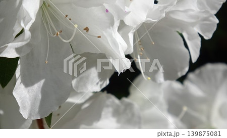 白いツツジの花びら 139875081